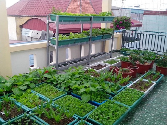 vườn rau trên sân thượng