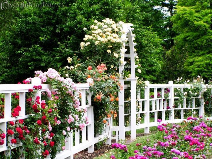 Thiết kế sân vườn hoa hồng leo ở cửa trước