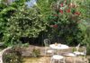 Thiết kế sân vườn hoa hồng với giàn hồng leo bao quanh nhà