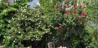 Thiết kế sân vườn hoa hồng với giàn hồng leo bao quanh nhà