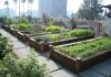 Thiết kế sân vườn trồng rau phân khu