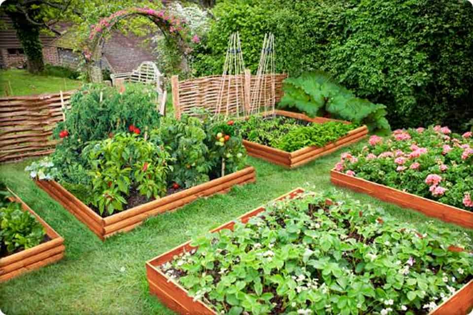 Thiết kế sân vườn trồng rau sạch và an toàn