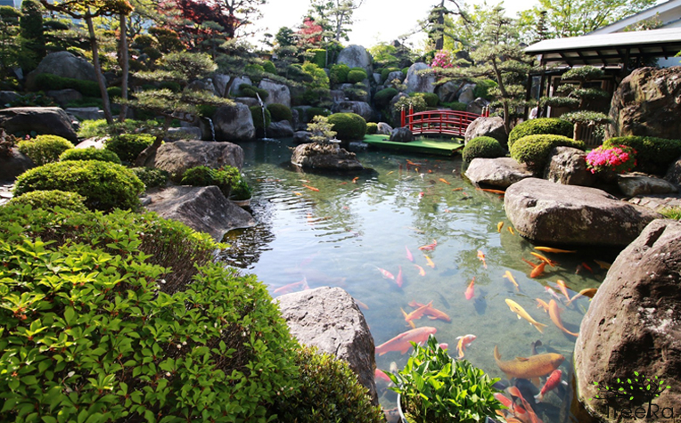 Thiết kế sân vườn bằng hồ cá koi - Thể hiện đẳng cấp ngôi nhà của bạn 
