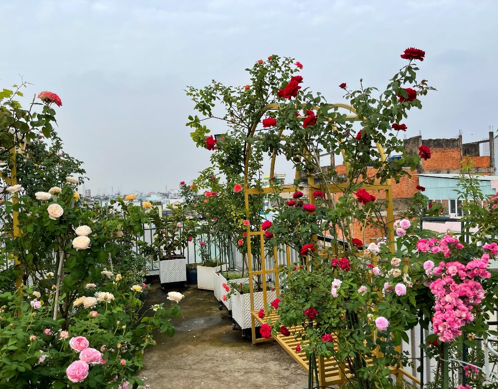 thiết kế vườn hồng trên sân thượng 